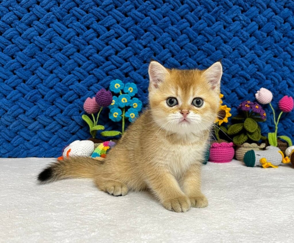 Zoe Scottish Straight  Female (Available) $2650