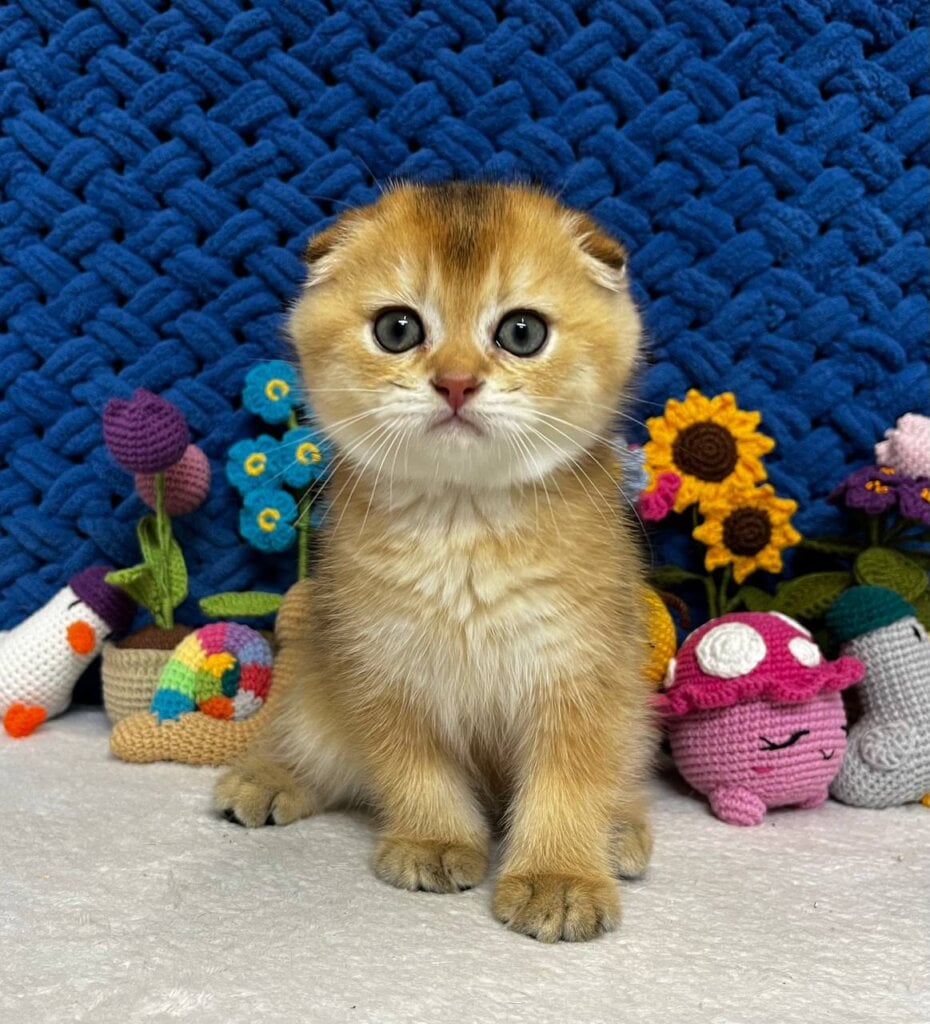 Zeus  Scottish Fold Male (Available) $2700