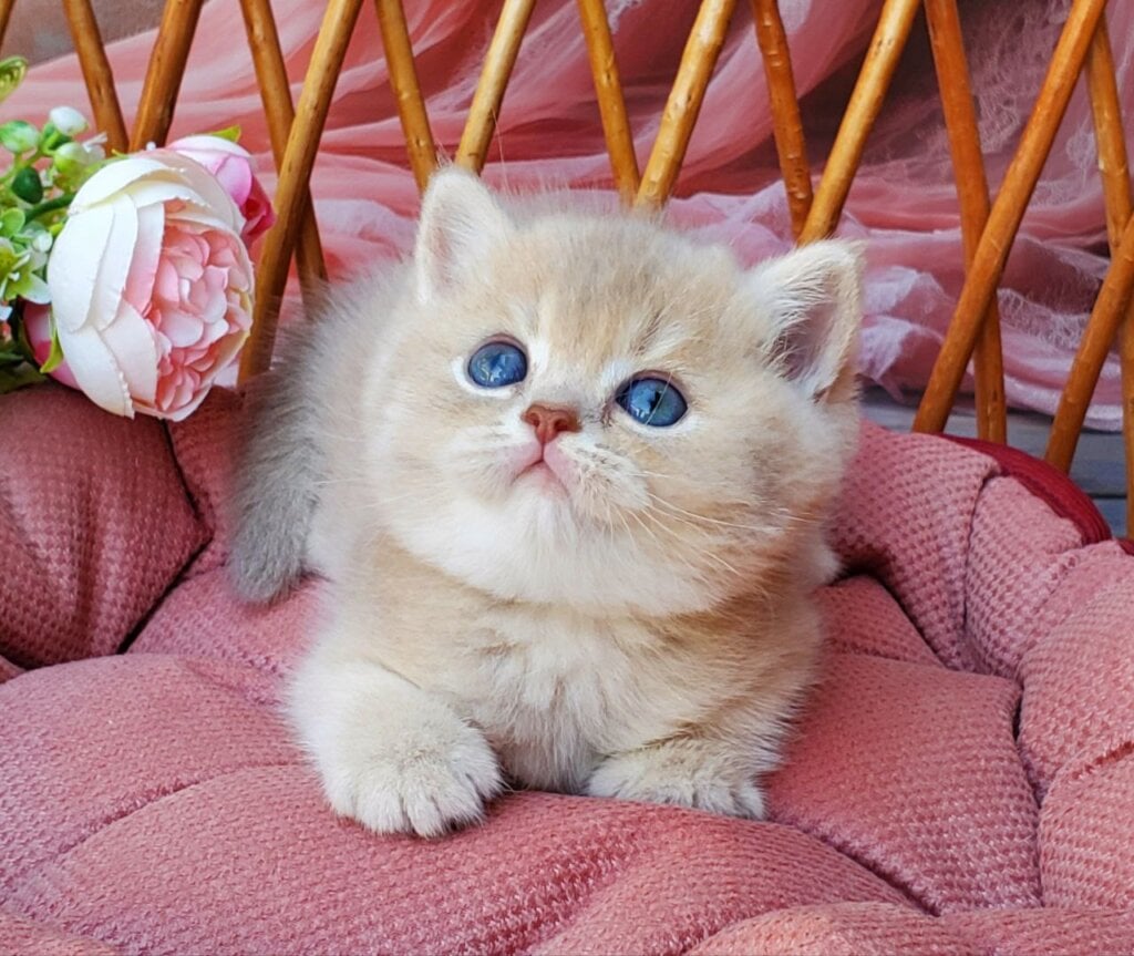 Dushess British Shorthair Male (Available) $3000