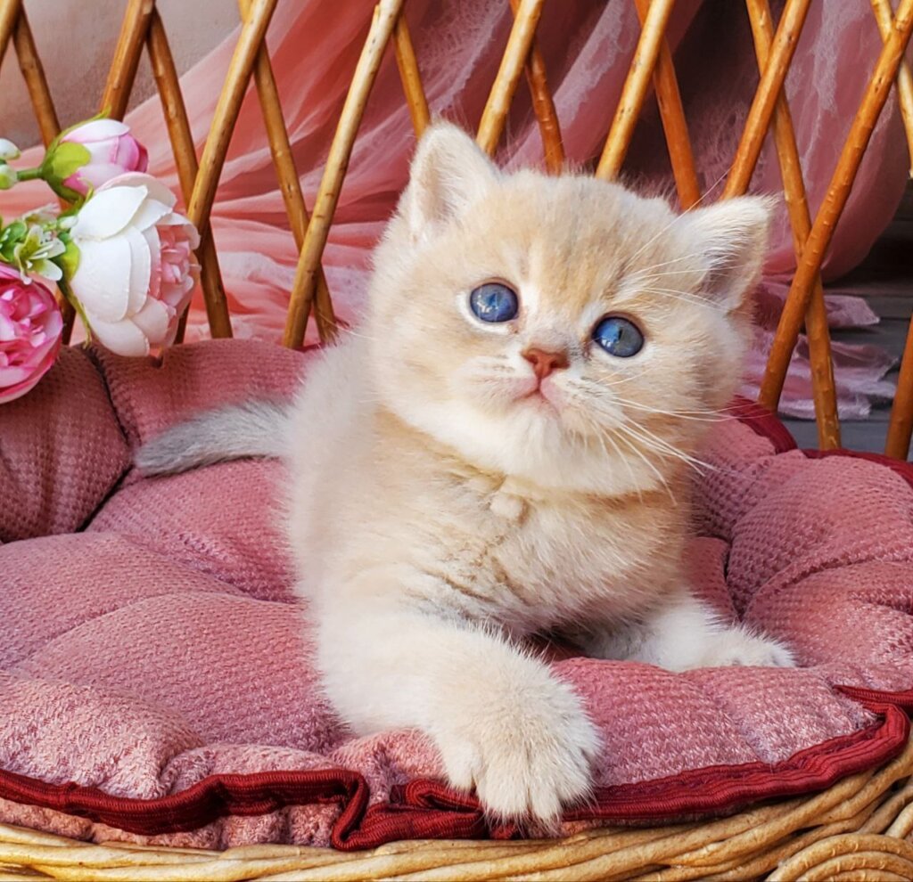 David British Shorthair Male (Available) $2900