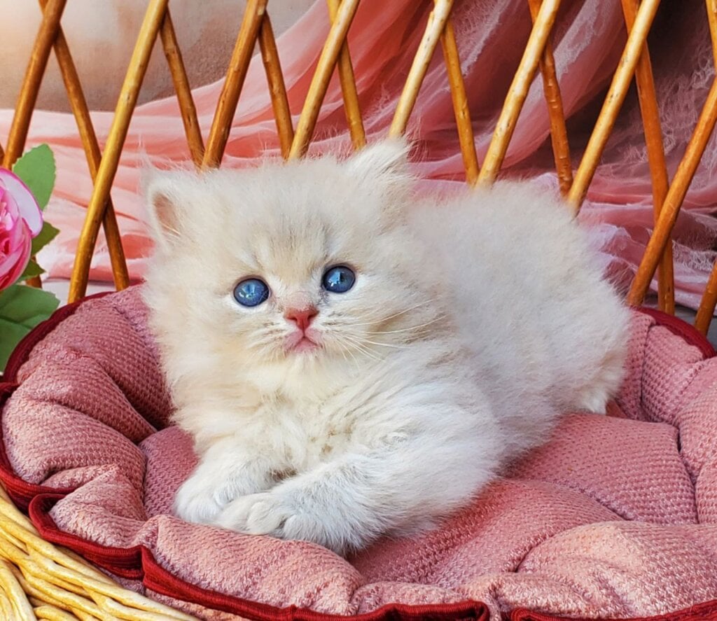 Deni British Shorthair Male (Available) $2900