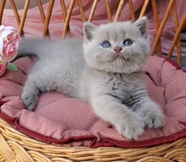 Dominik British Shorthair Male (Available) $2800