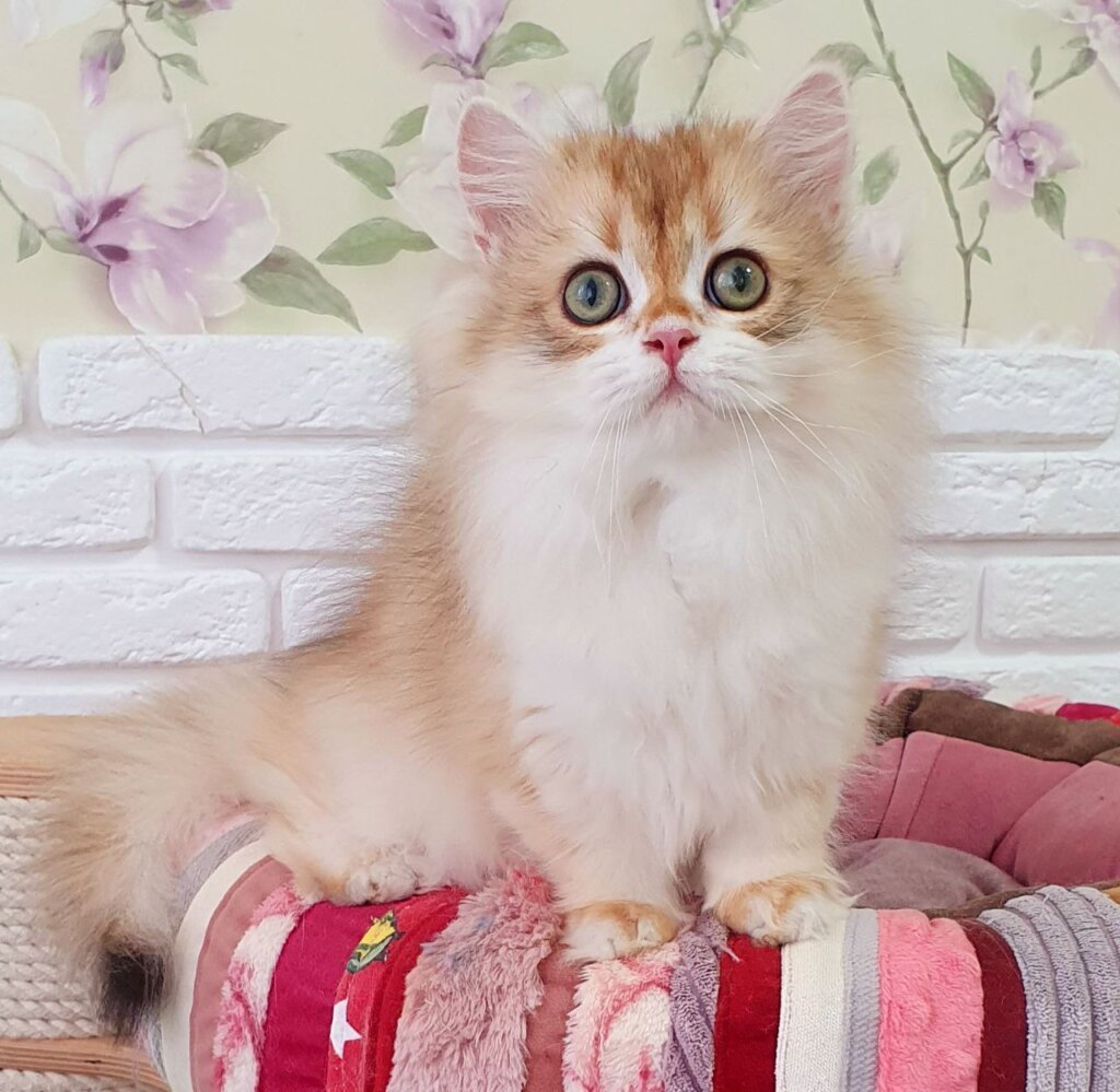Kiwi  British Longhair Male (Available) $2800