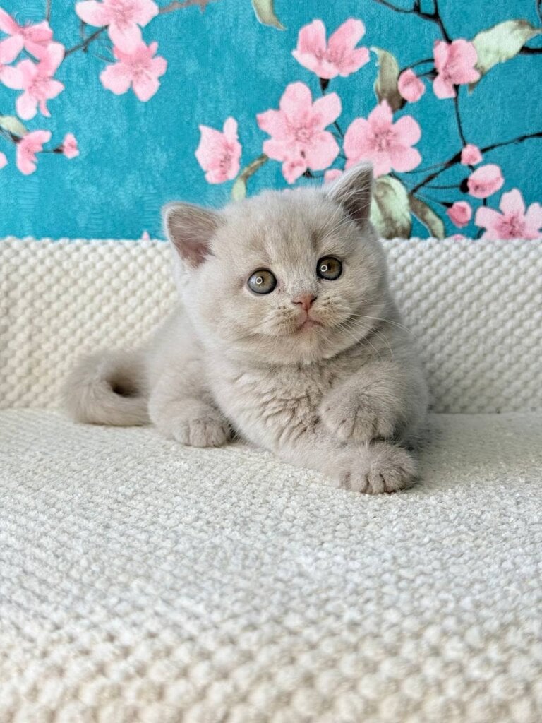 Monika British Shorthair Female (Available) $3000