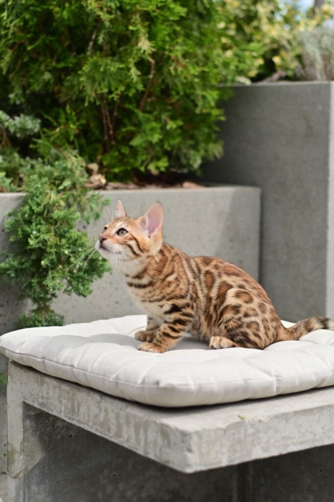 Angel  Bengal Female (Available) $2900