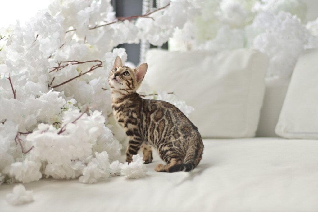 Asti Bengal  Female (Available) $2900