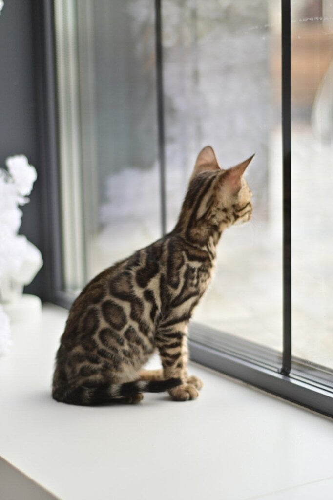 Archi Bengal  Male (Available) $2900