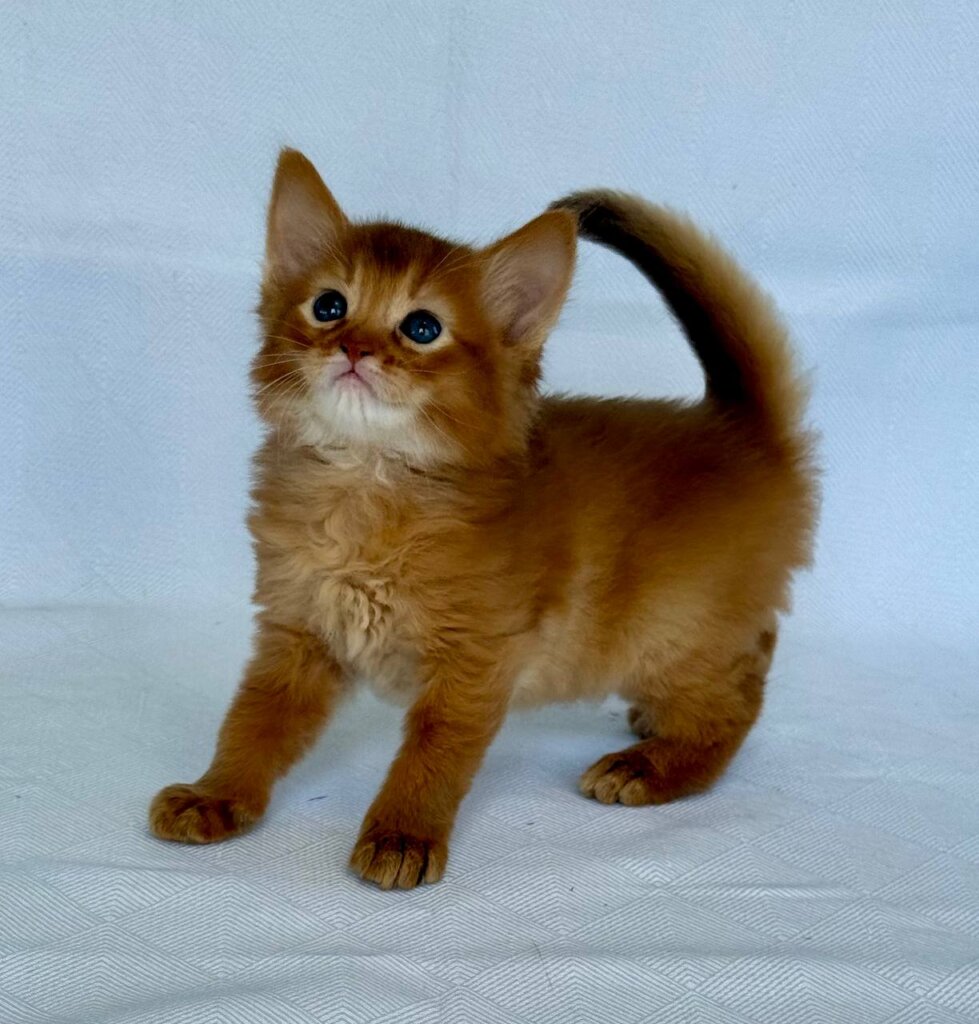Henry Somali Male (Available) $3200