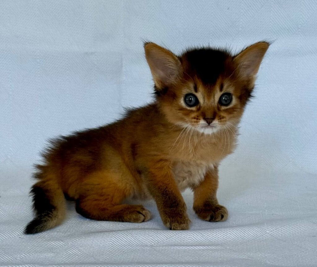 Hilary Somali Female (Available) $3200