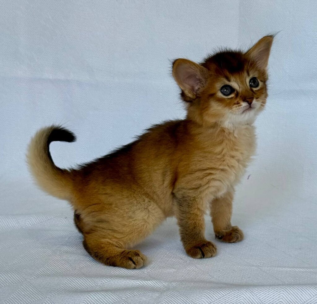 Hristina Somali Female (Available) $3200