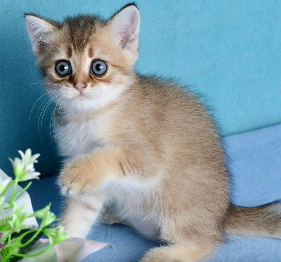 Ginger British Shorthair Male (Available) $2650