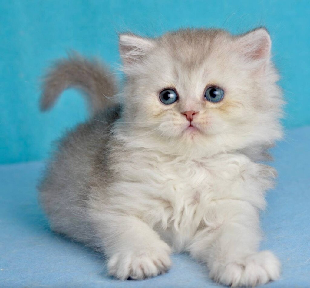Johnny Scottish Straight Male (Available) $2700