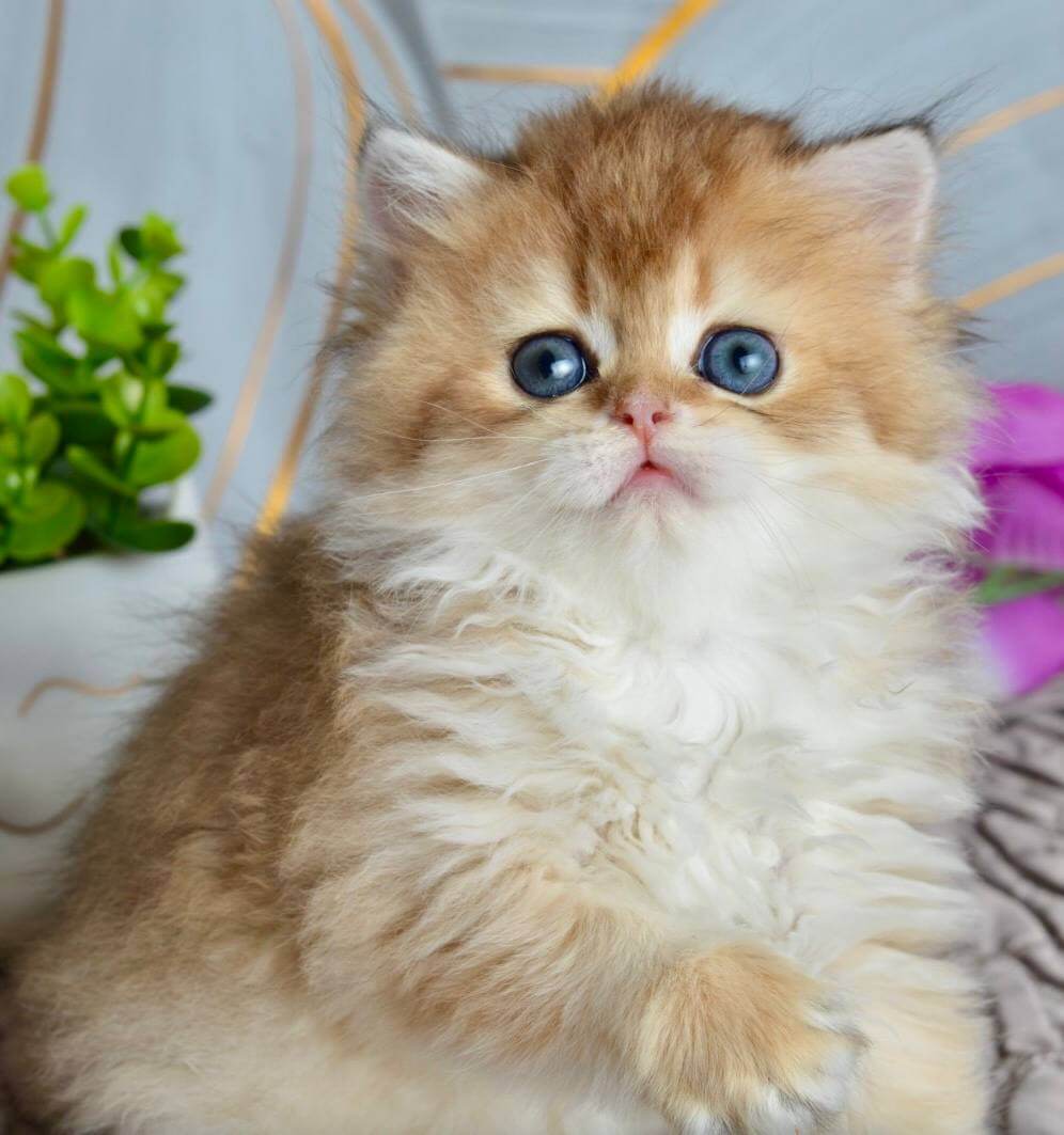 Goddess British Longhair Female (Available) $2800