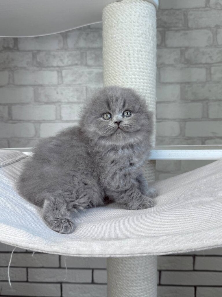 Adel Scottish Fold Female (Available) $2600