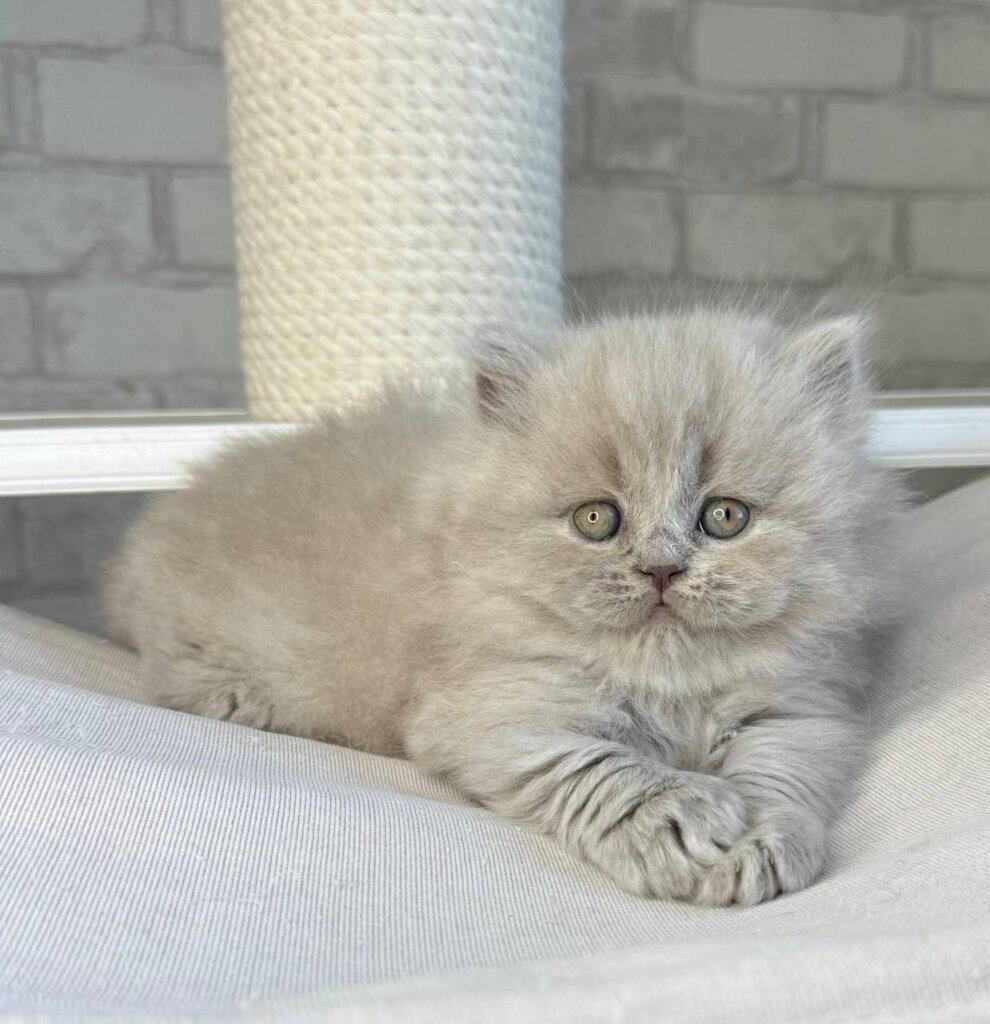 Ari Scottish Straight Female (Available)$2600