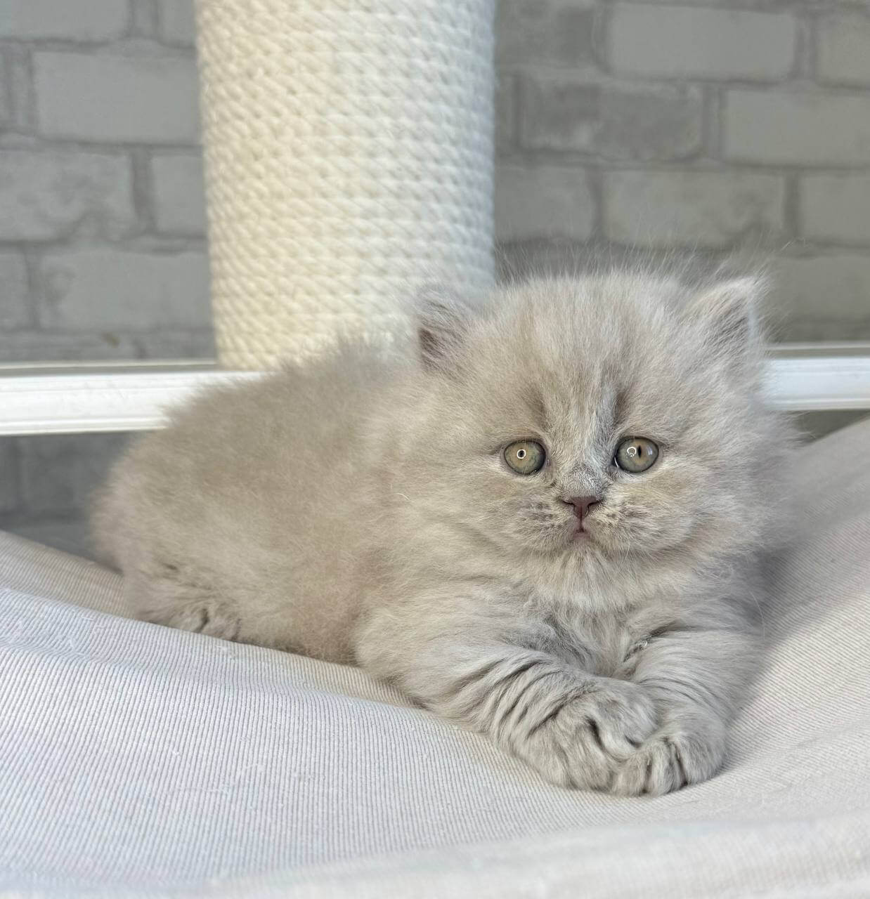 Ari Scottish Straight Female (Available)$2600