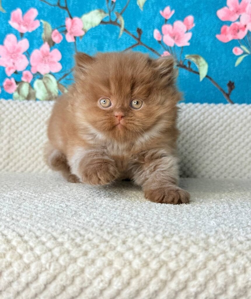 Major British Longhair Male (Available) $2900
