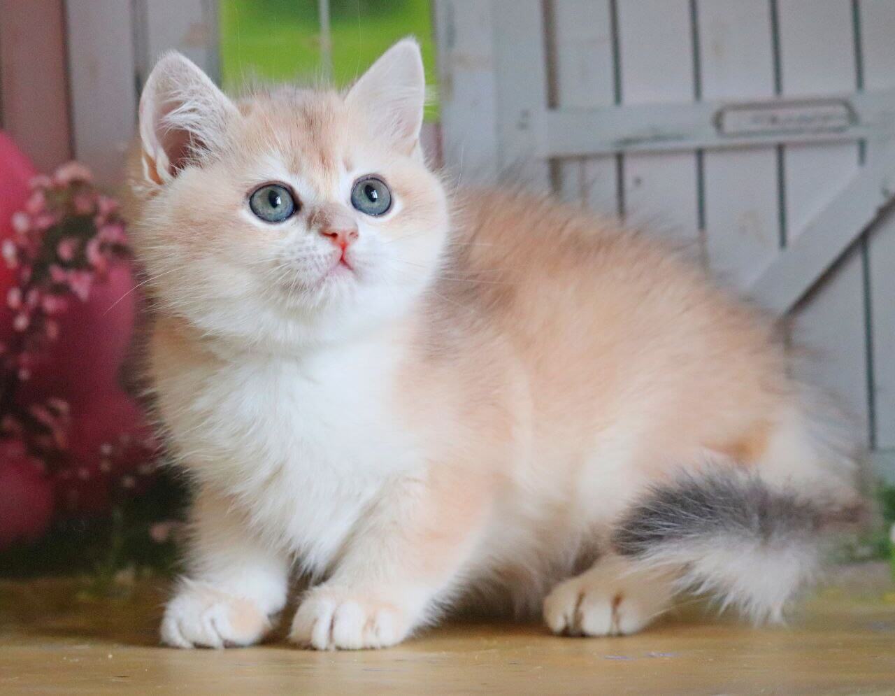 Patrick British Shorthair Male (Available) $3000