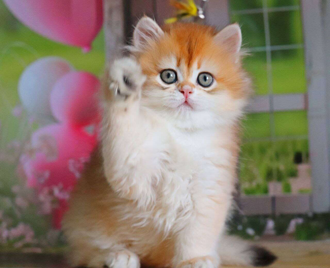Peter British Longhair Male (Available) $2950