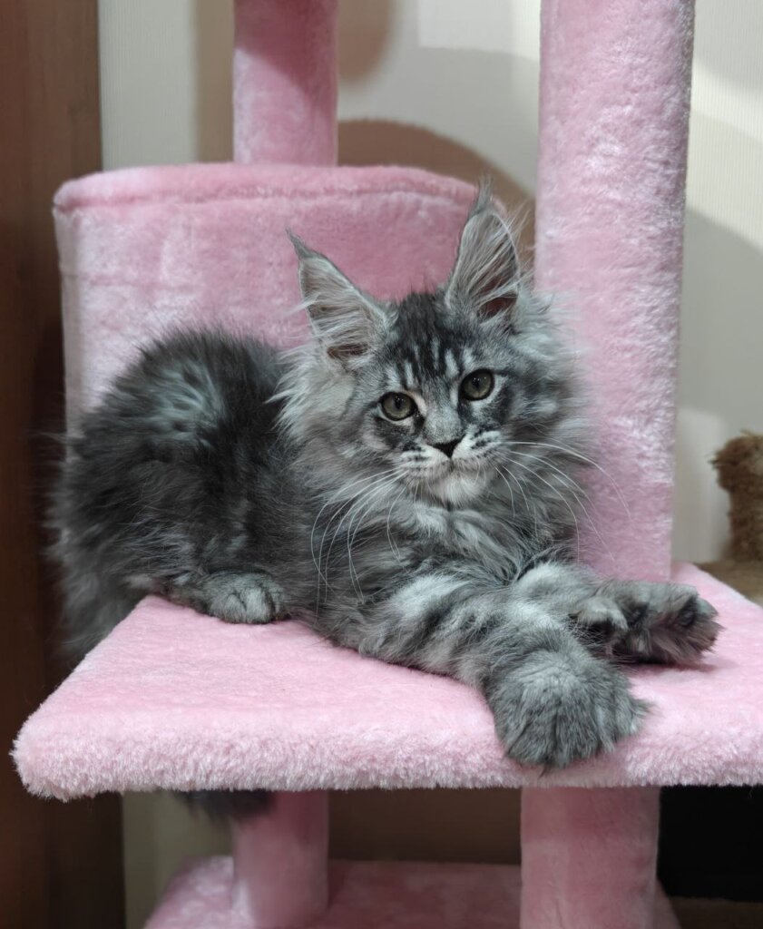 Kristal Maine Coon POLY Female (Available) $3700
