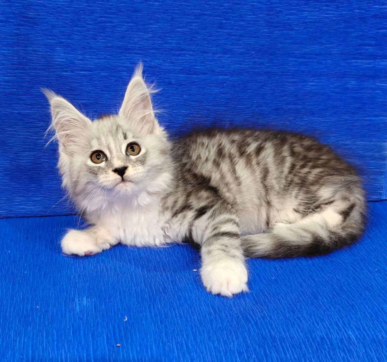 Fortune Maine Coon Female (Available) $2900