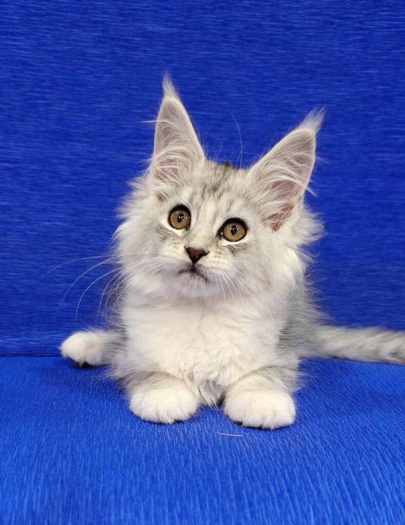 Ferrari Maine Coon Female (Available) $3050