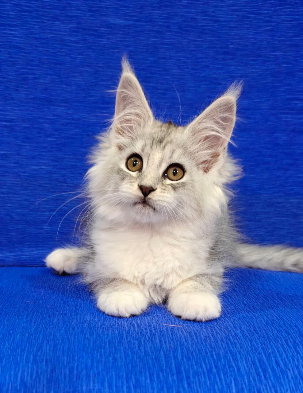 Ferrari Maine Coon Female (Available) $3050
