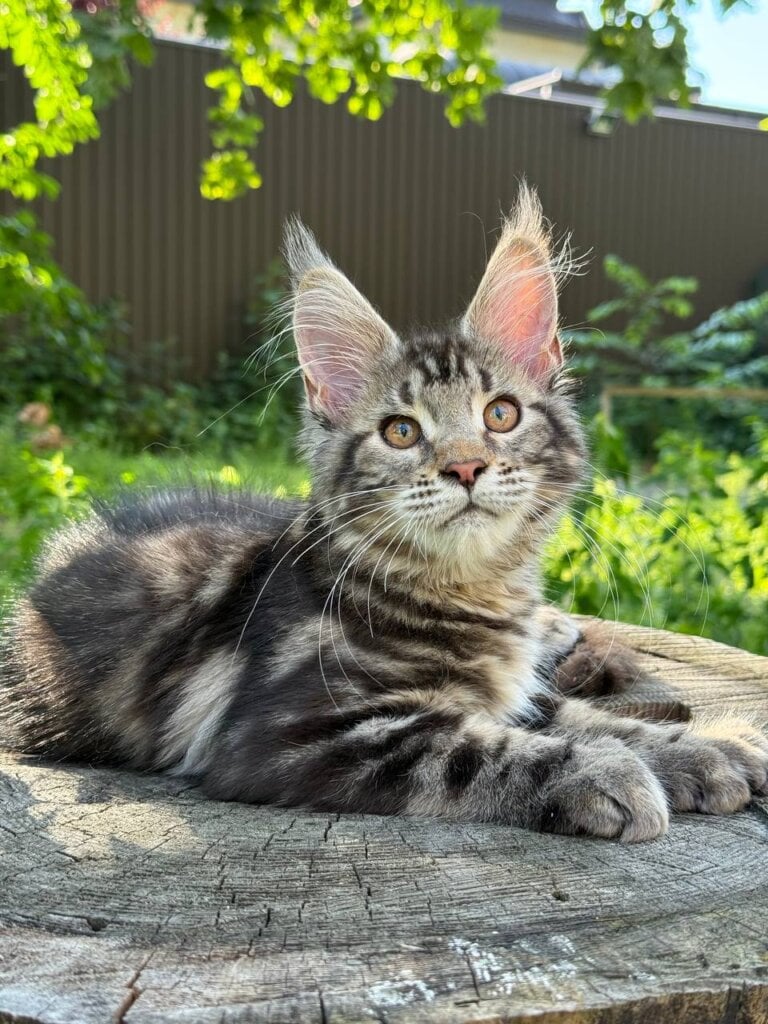 Elvin Maine Coon POLY Male (Available) $3500