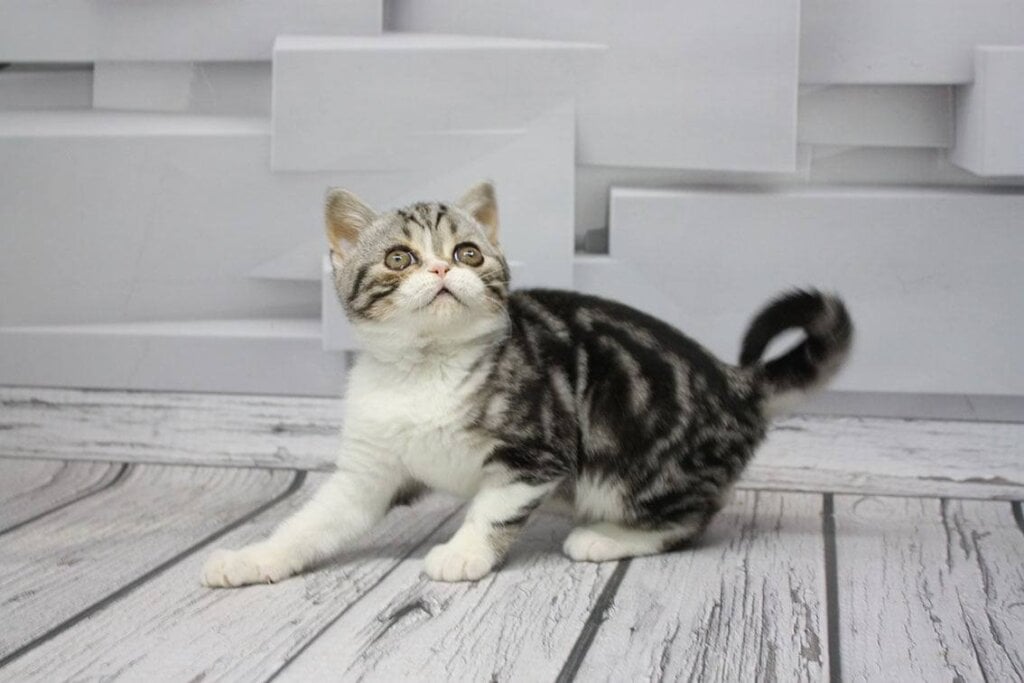 Caspar Scottish Straight Male (Available) $2600