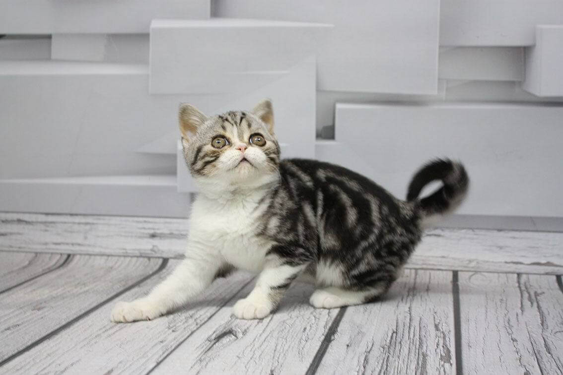 Caspar Scottish Straight Male (Available) $2600
