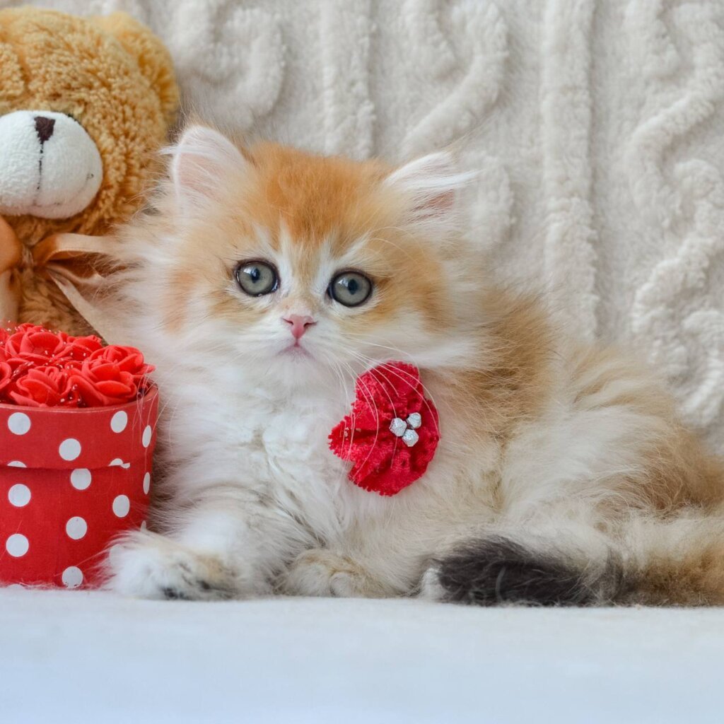Dina British Longhair Female (Available) $2700