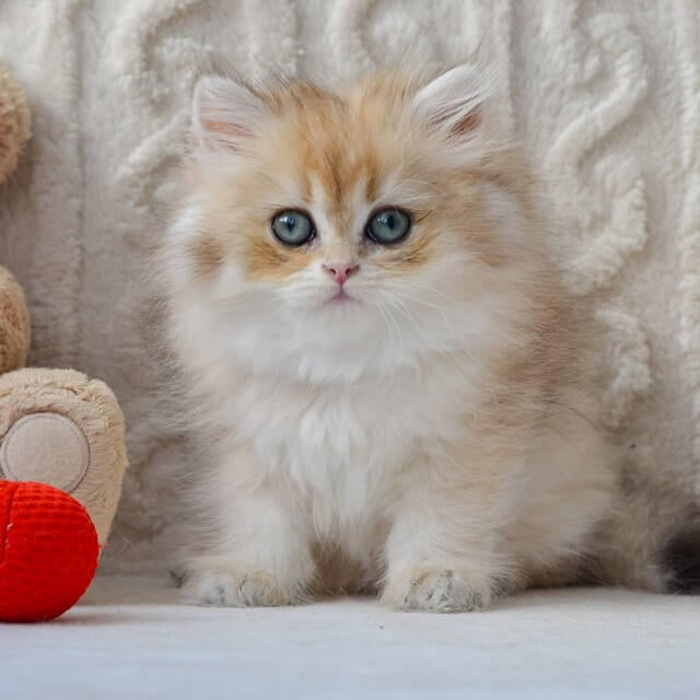 Della British Longhair Female (Available) $2600