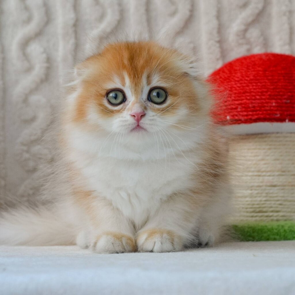 Еclair Scottish Fold Male (Available) $2800