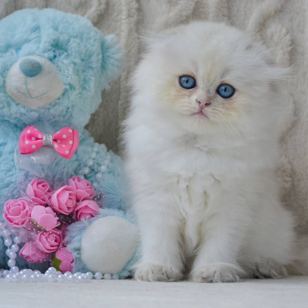 Еmmie Scottish Fold Female (Available) $2700