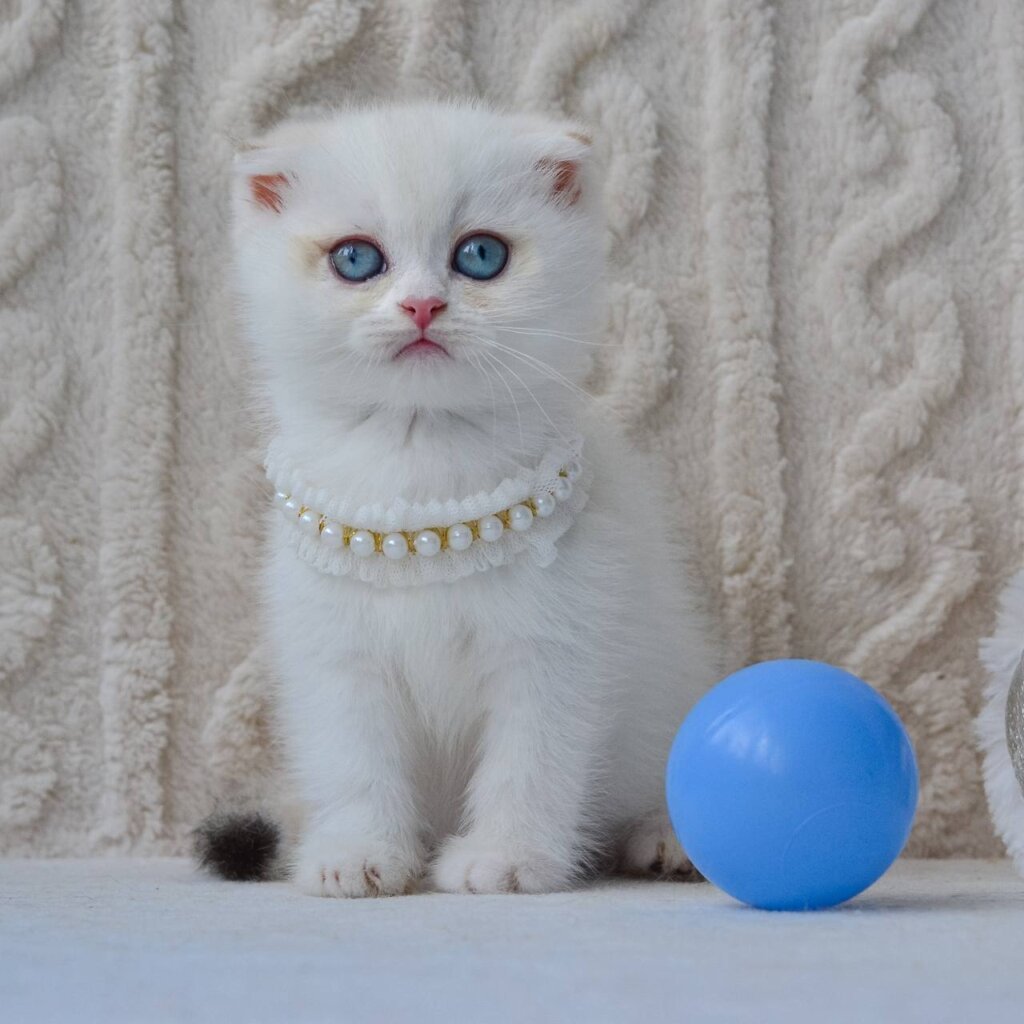 Evie Scottish Fold Female (Available) $2600