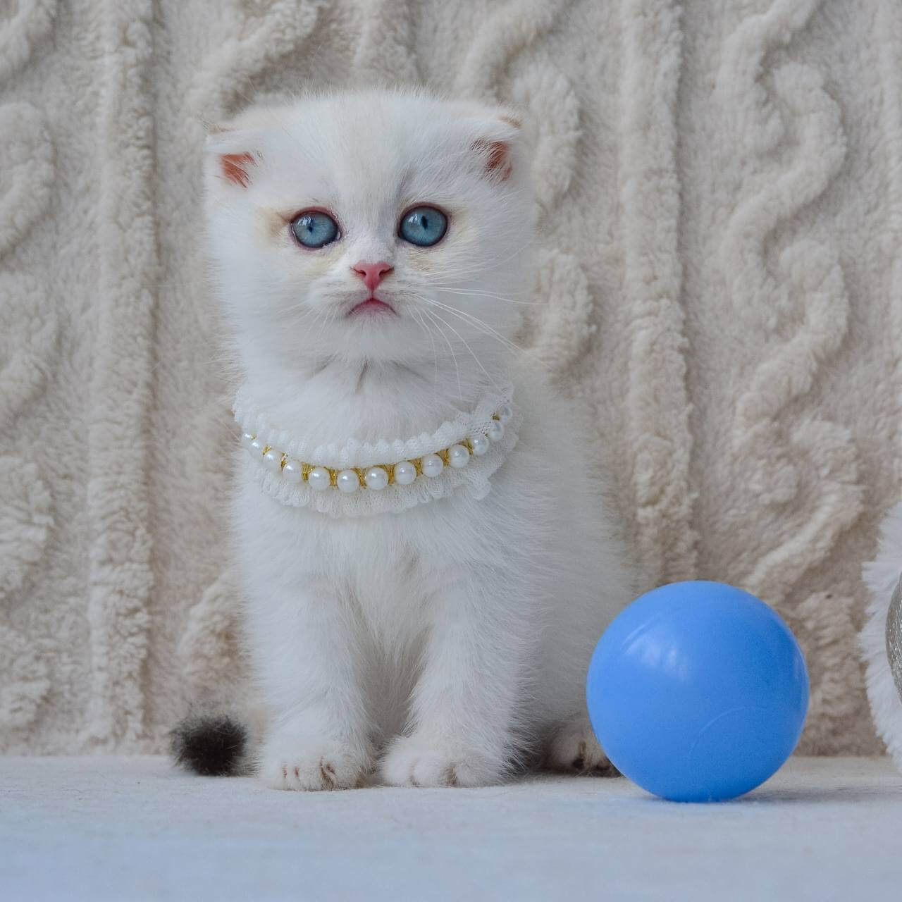 Evie Scottish Fold Female (Available) $2600