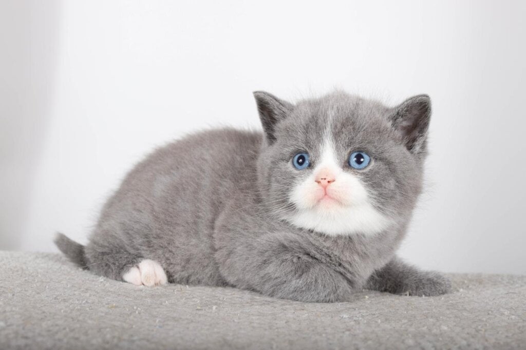 Blue Diamond British Shorthair Male (Available) $3500
