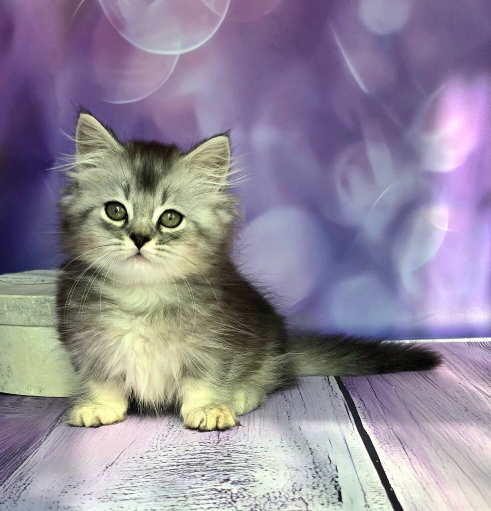 Xavi  Munchkin Male (Available) $3800