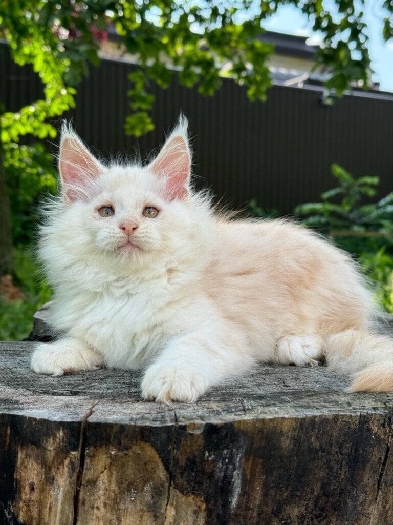 Denis Maine Coon Male (Available) $3000