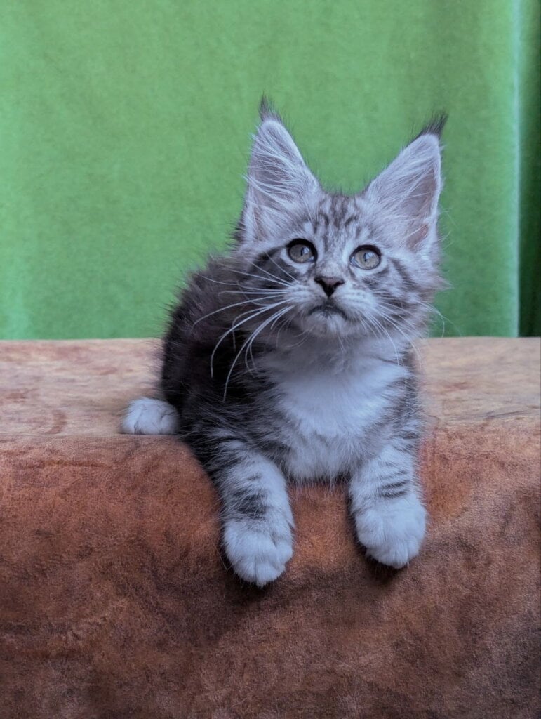 Xena Maine Coon  Female (Available) $2750