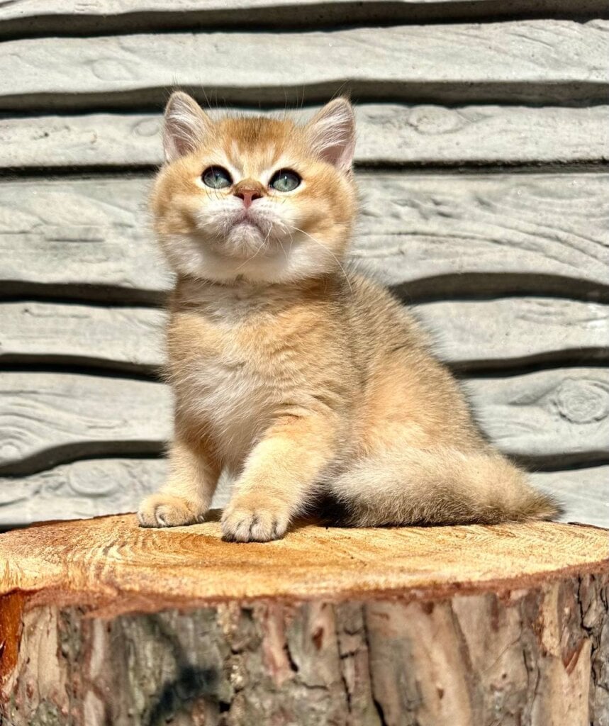 Tucson British Shorthair Male (Available) $2900