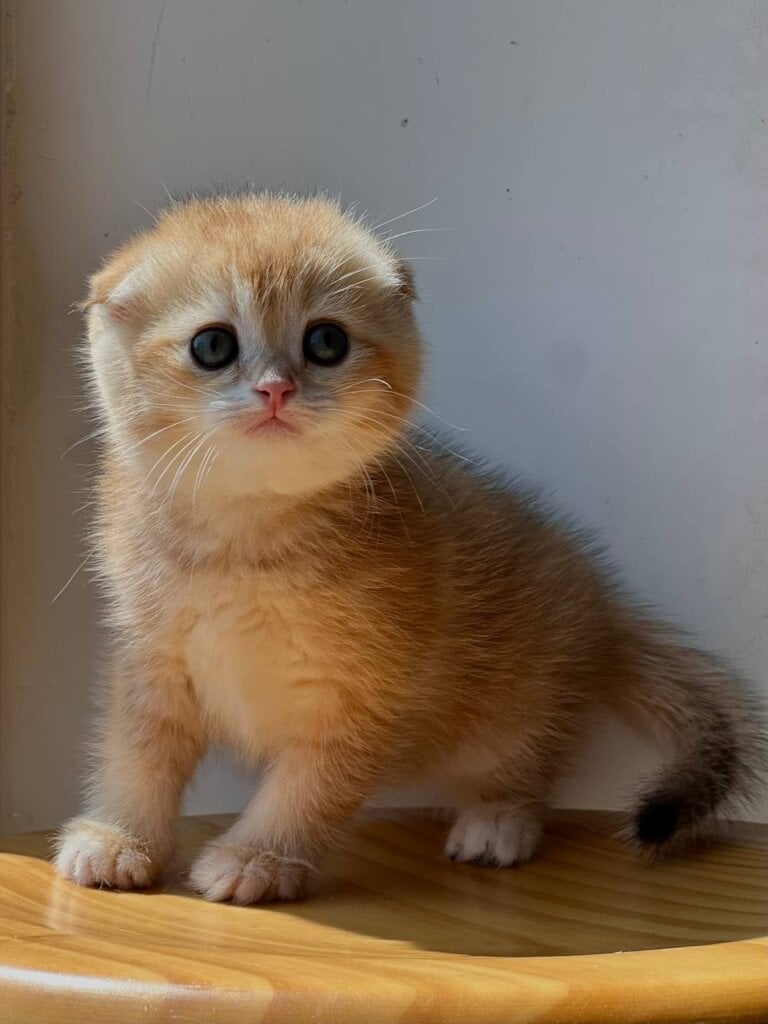Vovik Scottish Fold Male (Available) $2850