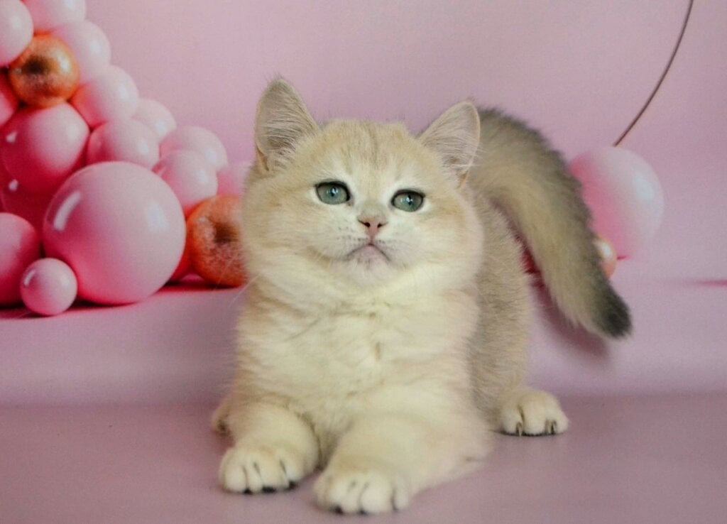 Billi British Shorthair Male (Available) $2850