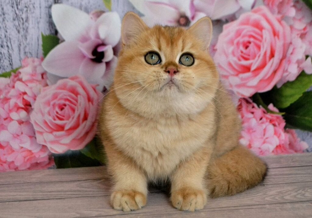 Bolt British Shorthair Male (Available) $2850