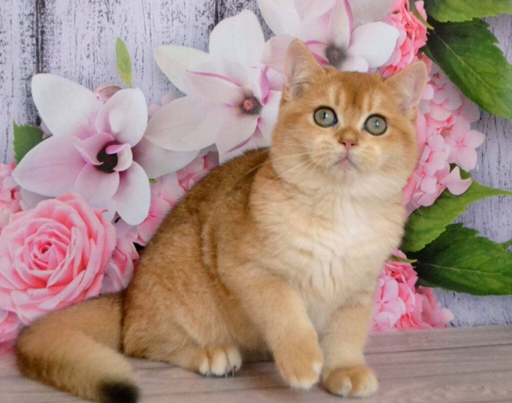 Begas British Shorthair Male (Available) $2800