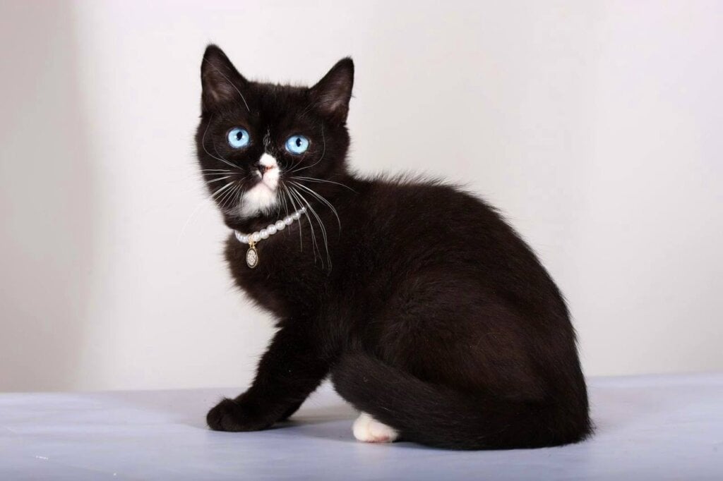 Leddy British Shorthair Female (Available) $3200