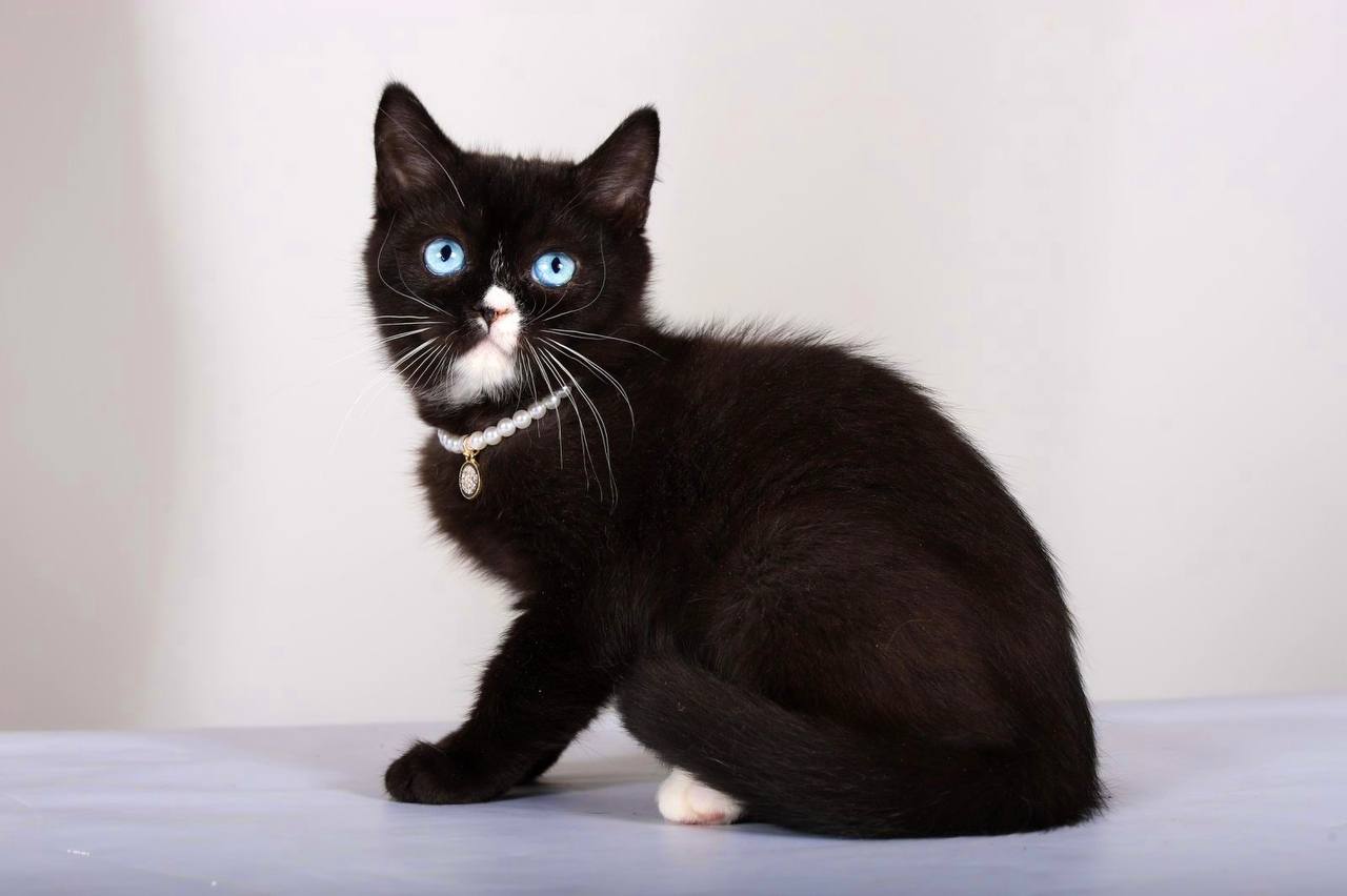 Leddy British Shorthair Female (Available) $3200