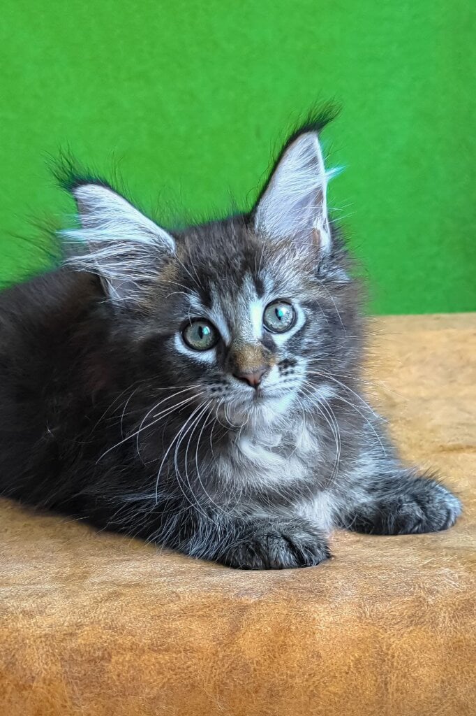 Xanti Maine Coon  Female (Available) $2750
