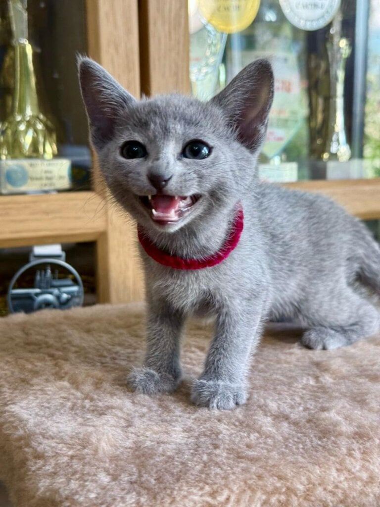 Bandita Russian Blue Female (Available) $2950