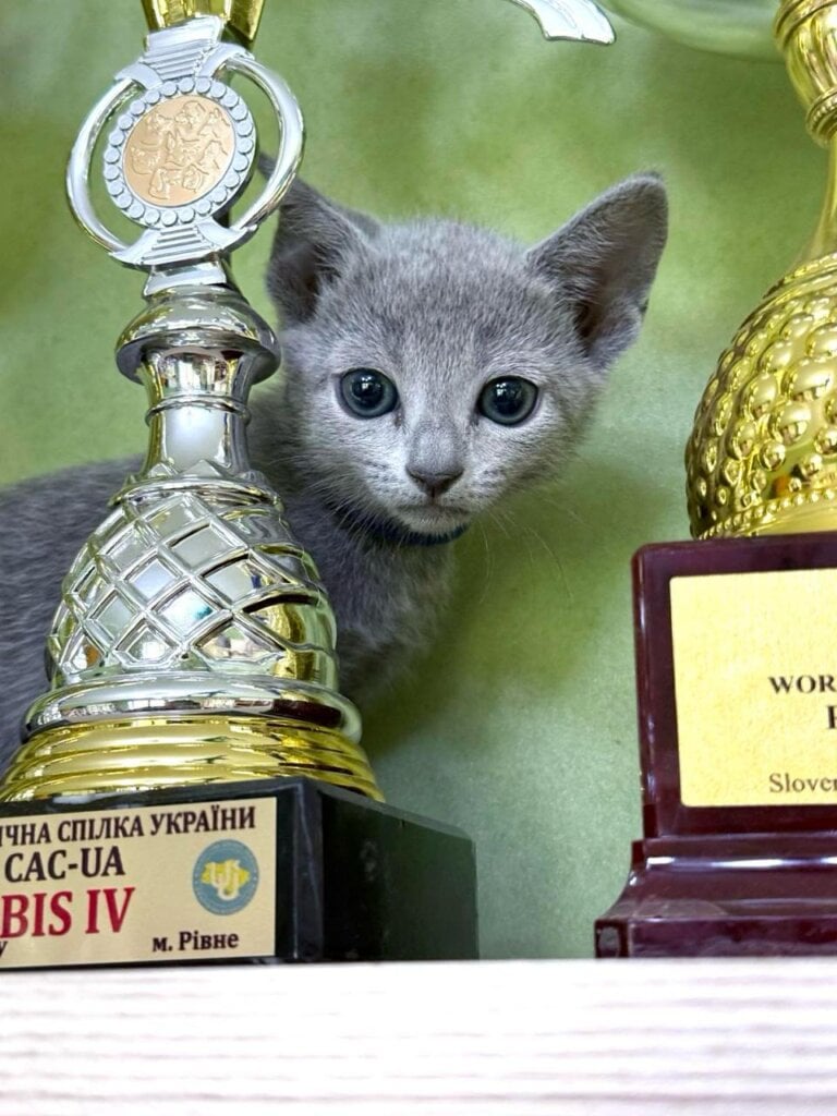Babetta Russian Blue Female (Available) $2950